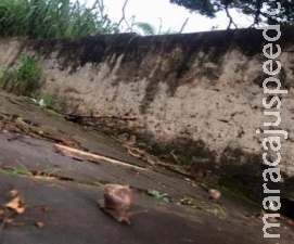 Contra infestação de caramujos, CCZ alerta que jogar sal não é a solução Contra infestação de caramujos, CCZ alerta que jogar sal não é a solução