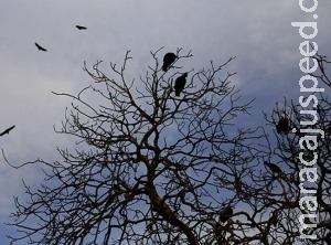 Mau cheiro que cobre parte da Capital ainda é mistério e faltam denúncias Mau cheiro que cobre parte da Capital ainda é mistério e faltam denúncias