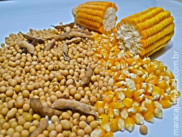 Preço do milho sobe 6% em MS, enquanto soja acumula queda de 9,2% em fevereiro