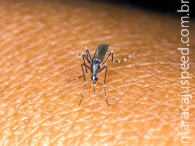Grávidas devem cuidar relações com risco de transmissão sexual da Zika Grávidas devem cuidar relações com risco de transmissão sexual da Zika