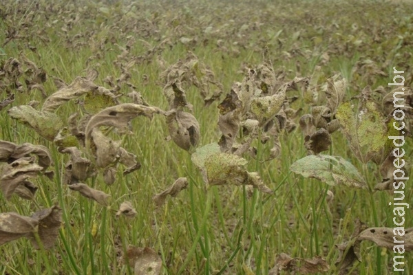 Casos de ferrugem asiática em lavouras de soja aumentam 68% em 18 dias