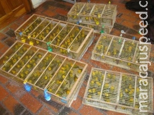 Comerciante é preso por transportar irregularmente 280 canários peruanos
