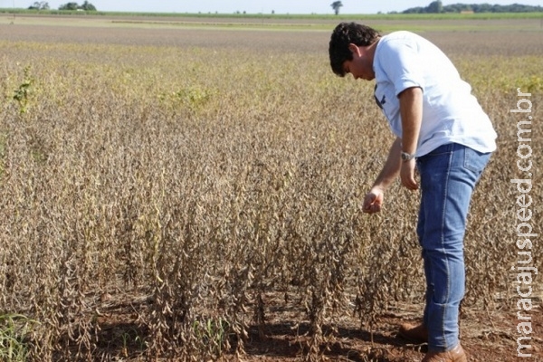 Atraso em colheita diminui qualidade da soja e prejudica plantio do milho