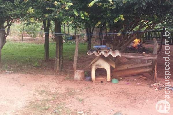 Ataque de abelhas causou pânico, feriu 5 da mesma família e matou cachorro Ataque de abelhas causou pânico, feriu 5 da mesma família e matou cachorro