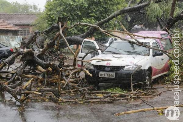 Meia hora de medo: motorista fica preso em carro energizado após queda de árvore Meia hora de medo: motorista fica preso em carro energizado após queda de árvore
