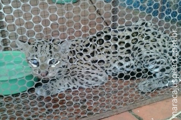Jaguatirica atropelada em rodovia de MS é resgatada com vários ferimentos Jaguatirica atropelada em rodovia de MS é resgatada com vários ferimentos