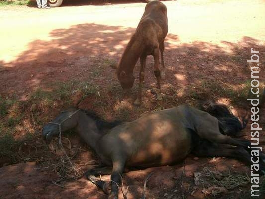 Égua abandonada com filhote morre e proprietário é autuado por maus-tratos Égua abandonada com filhote morre e proprietário é autuado por maus-tratos