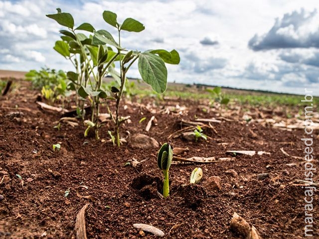 Área plantada de soja cresce 8,1% na safra 2015/16 no MS