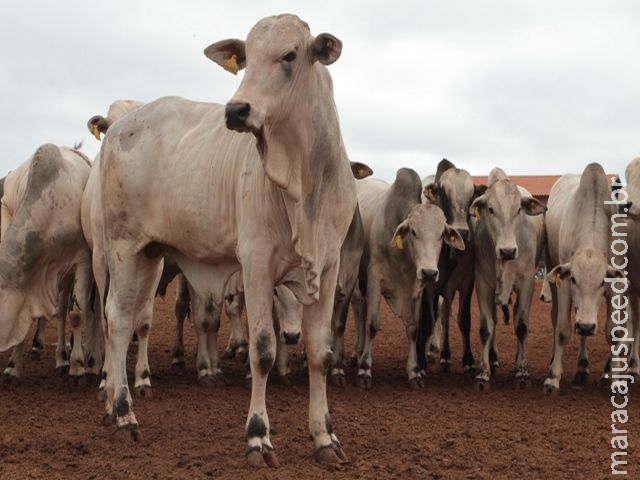 Boi gordo inicia março com preços em queda