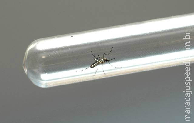 Inseticida biológico contra Aedes aegypti chega ao Ministério da Saúde Inseticida biológico contra Aedes aegypti chega ao Ministério da Saúde