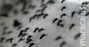 "Proliferação de zika está ligada à falta de saneamento, diz ONU"