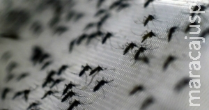 "Proliferação de zika está ligada à falta de saneamento, diz ONU" "Proliferação de zika está ligada à falta de saneamento, diz ONU"