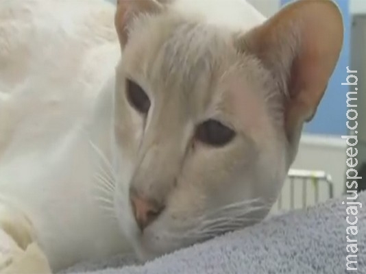 Gato enviado pelo correio por donos sobrevive após 8 dias dentro de caixa Gato enviado pelo correio por donos sobrevive após 8 dias dentro de caixa