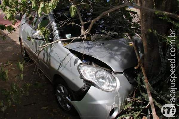 Almoço frustrado: motorista sai para comprar frango assado e colide em árvore Almoço frustrado: motorista sai para comprar frango assado e colide em árvore