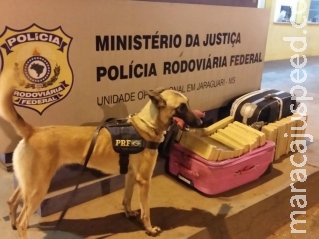 Cães policiais auxiliam em apreensões; três são detidos Cães policiais auxiliam em apreensões; três são detidos