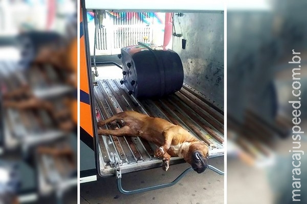 Morte de cão dentro de bagageiro de empresa de ônibus provoca revolta Morte de cão dentro de bagageiro de empresa de ônibus provoca revolta