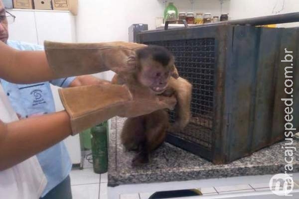 Após 9 dias internado, macaco-prego que levou choque volta à natureza Após 9 dias internado, macaco-prego que levou choque volta à natureza