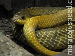 Que susto: serpente de 1,5 metro é encontrada dentro de veículo Que susto: serpente de 1,5 metro é encontrada dentro de veículo