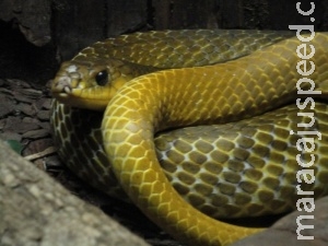 Que susto: serpente de 1,5 metro é encontrada dentro de veículo