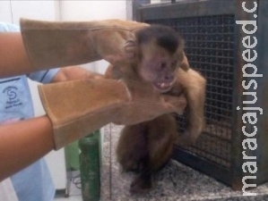 Macaco leva choque, ganha atenção de médico voluntário e volta para mata Macaco leva choque, ganha atenção de médico voluntário e volta para mata