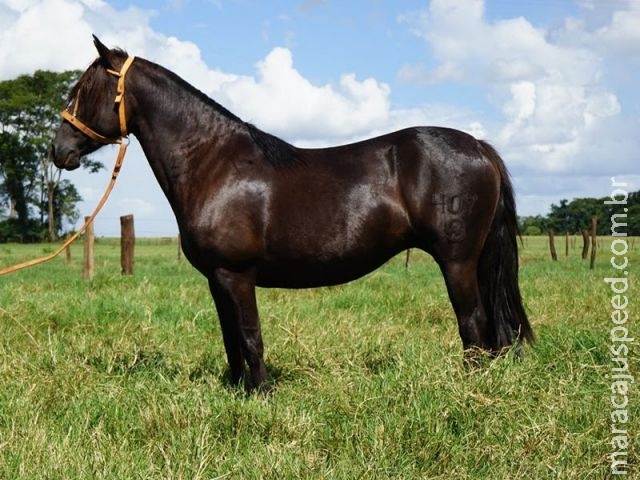 Leilão de Cavalos Crioulos Genética Aditiva leva à remate o melhor da raça Leilão de Cavalos Crioulos Genética Aditiva leva à remate o melhor da raça