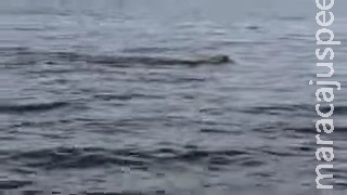 VÍDEO: empresário filma onça-pintada nadando no Rio Paraguai, no Pantanal VÍDEO: empresário filma onça-pintada nadando no Rio Paraguai, no Pantanal