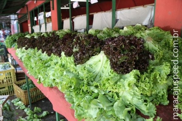 Com tudo caro, comprar verduras direto da horta ajuda a economizar