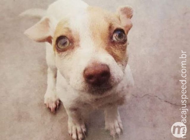 Cachorro viciado em heroína é encontrado em motel na Califórnia