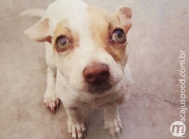 Cachorro viciado em heroína é encontrado em motel na Califórnia Cachorro viciado em heroína é encontrado em motel na Califórnia