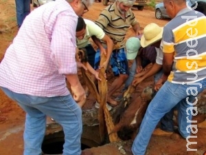 Cavalo cai em buraco às margens da BR-262 e é resgatado por moradores