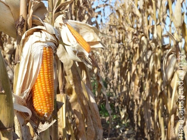 Estiagem impacta milho 2ª safra e estimativa de produção apresenta nova queda