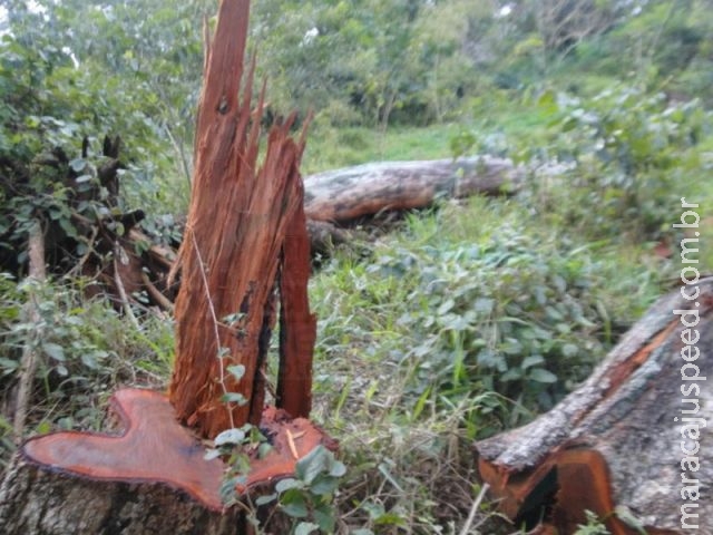 PMA autua fazendeira catarinense em R$ 5,6 mil por exploração ilegal de madeira protegida por lei