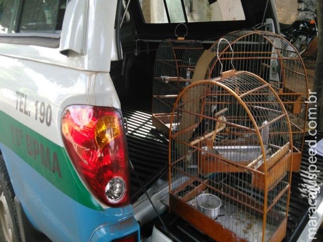 PMA autua infrator em R$ 1,5 mil por manter pássaros ilegalmente em cativeiro
