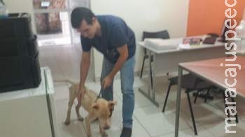 Cachorro resgatado por protetoras que foram detidas se recupera em clínica Cachorro resgatado por protetoras que foram detidas se recupera em clínica