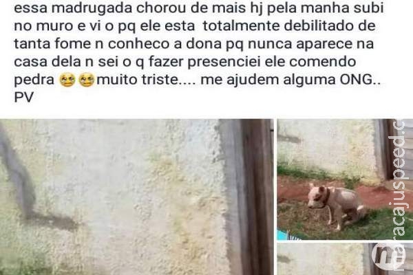 Depois de resgatar cão que era só "couro e osso", protetoras vão parar na delegacia