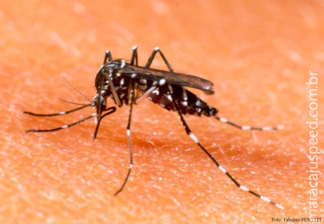 Saúde confirma 15 mortes por dengue este ano em MS; Uma em Maracaju