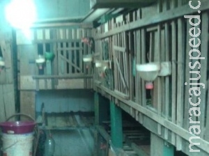 Guarda Municipal é exonerado após participar de rinha e furtar doce