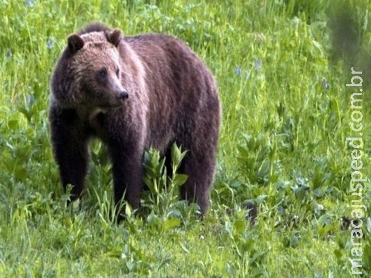 Ciclista é morto por urso em parque dos EUA Ciclista é morto por urso em parque dos EUA