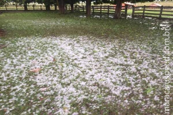 Tempestade de granizo deixa gado ferido em fazenda Tempestade de granizo deixa gado ferido em fazenda