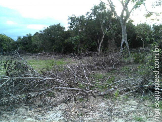 PMA autua imobiliária campo-grandense em R$ 16 mil por desmatamento ilegal