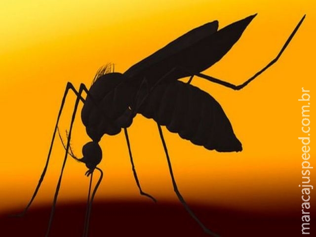 Sucesso de testes em ratos renovam esperança de obter vacina contra Zika