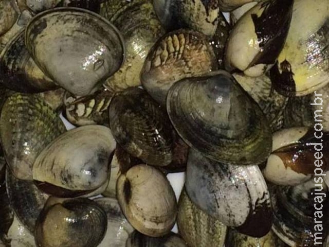 Câncer transmissível é fenômeno “comum” em oceano, diz pesquisa Câncer transmissível é fenômeno “comum” em oceano, diz pesquisa