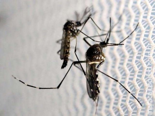 Exposição prévia à dengue pode agravar Zika, dizem cientistas 
