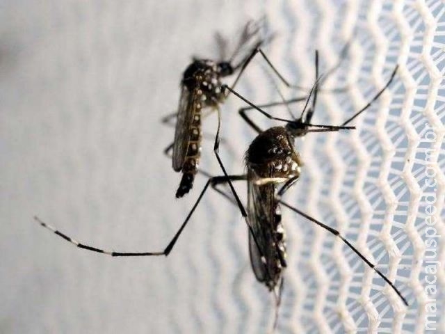 Exposição prévia à dengue pode agravar Zika, dizem cientistas Exposição prévia à dengue pode agravar Zika, dizem cientistas