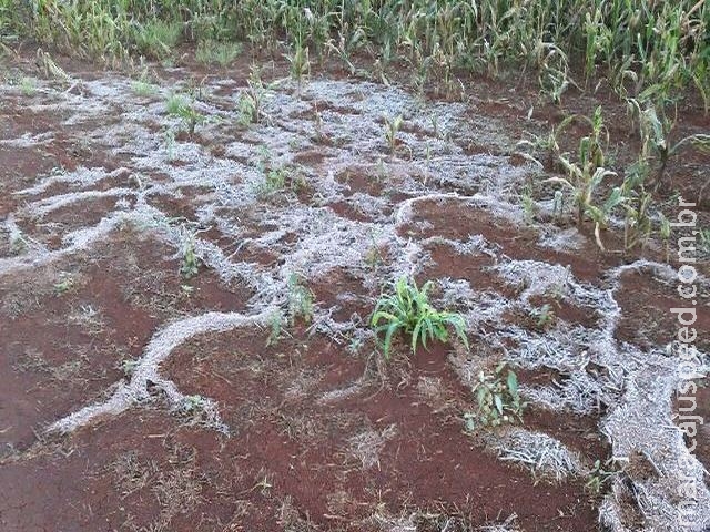 Eventos climáticos geram queda de 33% na estimativa de produção do milho 2ª safra e Maracaju foi afetado