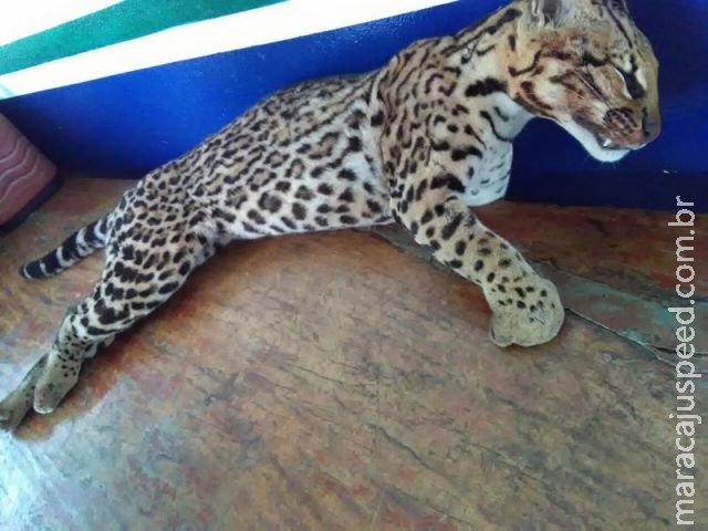 PMA recolhe Jaguatirica atropelada na BR-163 em Rio Brilhante PMA recolhe Jaguatirica atropelada na BR-163 em Rio Brilhante