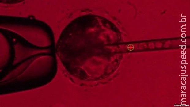 Cientistas criam órgãos humanos em porcos para transplante Cientistas criam órgãos humanos em porcos para transplante