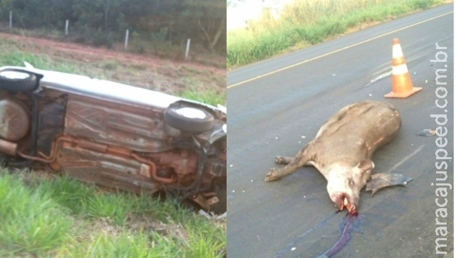 Condutor atropela anta e capota carro na BR-267