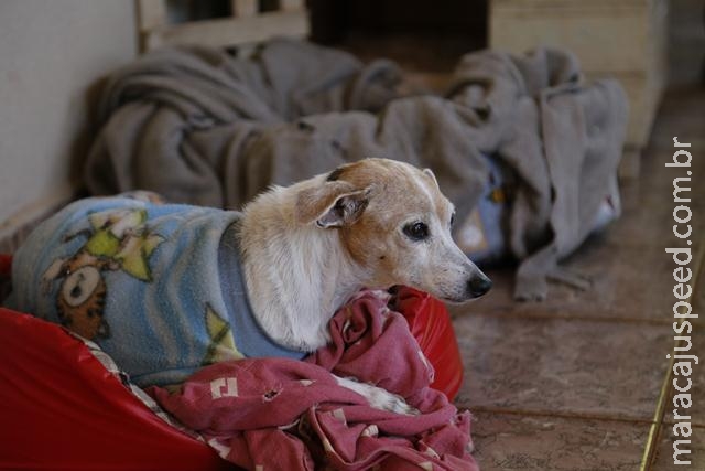 Animais também sentem o impacto do inverno, e cuidados devem ser redobrados