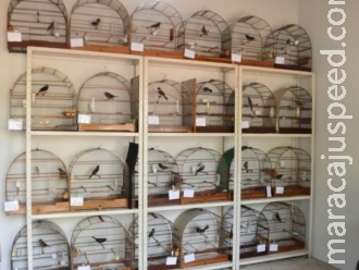 PMA autua criador de pássaros em R$ 1 mil por plantel ilegal
